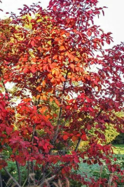 Autumn Brilliance Serviceberry Tree - 7 Gallon Pot (4-5') -Wilson Bros Gardens Shop amelanchier grandiflora autumn brilliance serviceberry 3 1