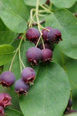 Autumn Brilliance Serviceberry Tree - 7 Gallon Pot (4-5') -Wilson Bros Gardens Shop amelanchier grandiflora autumn brilliance serviceberry 8 1