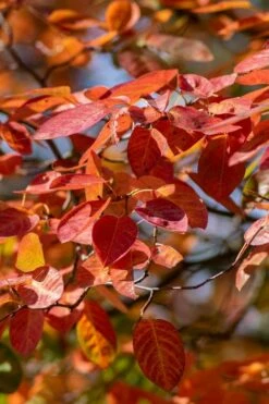 Autumn Brilliance Serviceberry Tree - 7 Gallon Pot (4-5') -Wilson Bros Gardens Shop amelanchier grandiflora autumn brilliance serviceberry 9 1