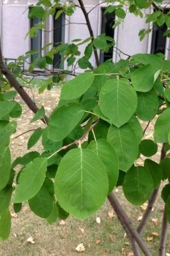 Allegheny Serviceberry Tree (Amelanchier Laevis) - 1 Gallon Pot -Wilson Bros Gardens Shop amelanchier laevis allegheny serviceberry 4