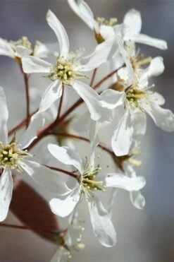 Allegheny Serviceberry Tree (Amelanchier Laevis) - 3 Gallon Pot -Wilson Bros Gardens Shop amelanchier laevis allegheny serviceberry 7 1