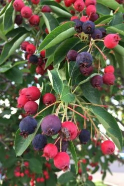 Allegheny Serviceberry Tree (Amelanchier Laevis) - 1 Gallon Pot -Wilson Bros Gardens Shop amelanchier laevis allegheny serviceberry 8