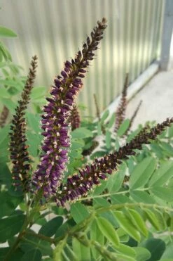 Indigo Bush (Amorpha Fruticosa) - 3 Pack Of 1.5 Quart Pots 14 Indigo Bush (Amorpha Fruticosa) - 3 Pack Of 1.5 Quart Pots -Wilson Bros Gardens Shop amorpha fruticosa indigo bush 10 1