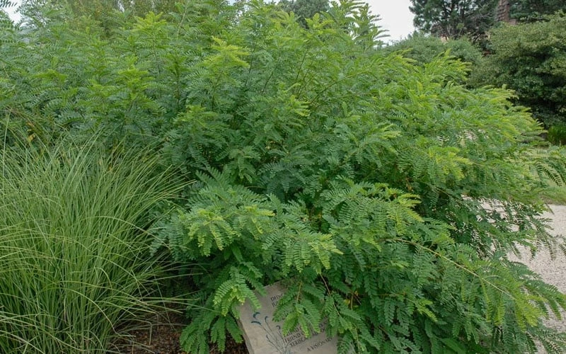 Indigo Bush (Amorpha Fruticosa) - 3 Pack Of 1.5 Quart Pots 5 Indigo Bush (Amorpha Fruticosa) - 3 Pack Of 1.5 Quart Pots - Image 5