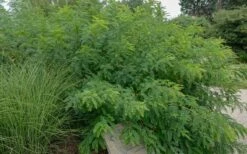 Indigo Bush (Amorpha Fruticosa) - 3 Gallon Pot 15 Indigo Bush (Amorpha Fruticosa) - 3 Gallon Pot -Wilson Bros Gardens Shop amorpha fruticosa indigo bush 14