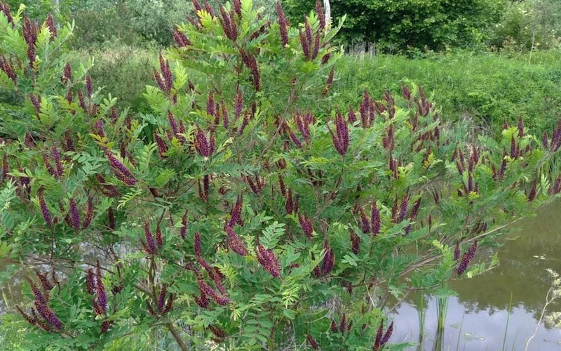 Indigo Bush (Amorpha Fruticosa) - 3 Pack Of 1.5 Quart Pots 9 Indigo Bush (Amorpha Fruticosa) - 3 Pack Of 1.5 Quart Pots - Image 9