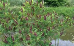 Indigo Bush (Amorpha Fruticosa) - 3 Gallon Pot 19 Indigo Bush (Amorpha Fruticosa) - 3 Gallon Pot -Wilson Bros Gardens Shop amorpha fruticosa indigo bush 15