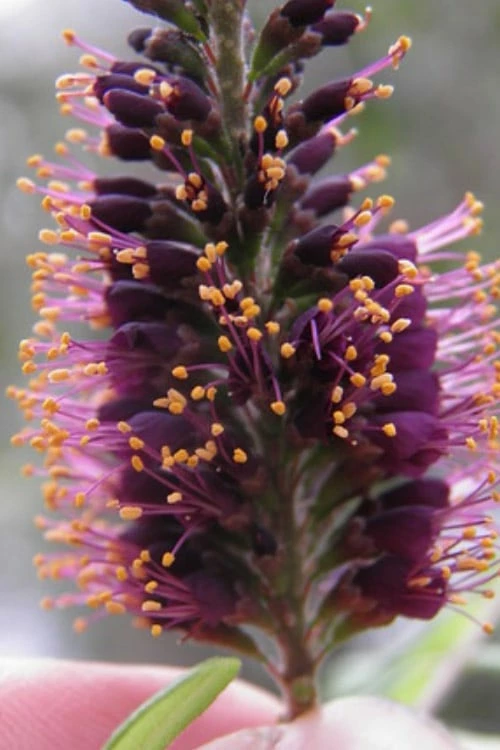 Indigo Bush (Amorpha Fruticosa) - 3 Gallon Pot 8 Indigo Bush (Amorpha Fruticosa) - 3 Gallon Pot - Image 8