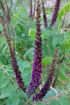 Indigo Bush (Amorpha Fruticosa) - 3 Pack Of 1.5 Quart Pots 16 Indigo Bush (Amorpha Fruticosa) - 3 Pack Of 1.5 Quart Pots -Wilson Bros Gardens Shop amorpha fruticosa indigo bush 5 1