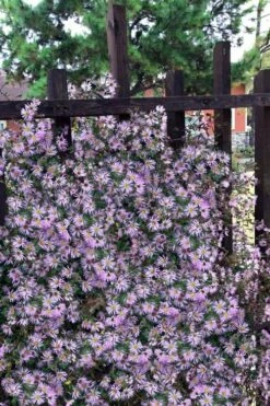 Climbing Aster (Ampelaster Carolianianus) - 1 Gallon Pot -Wilson Bros Gardens Shop ampelaster carolinianus climbiing aster 11