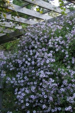 Climbing Aster (Ampelaster Carolianianus) - 1 Gallon Pot -Wilson Bros Gardens Shop ampelaster carolinianus climbiing aster 4