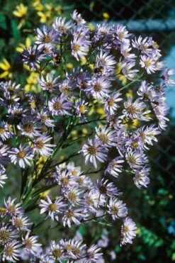 Climbing Aster (Ampelaster Carolianianus) - 1 Gallon Pot -Wilson Bros Gardens Shop ampelaster carolinianus climbiing aster 7