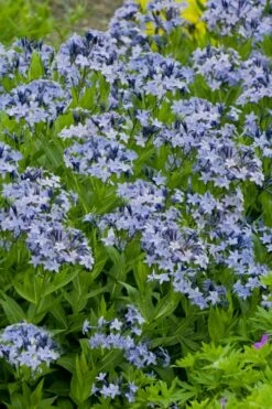 Blue Ice Blue Star (Amsonia) - 1 Gallon Pot
