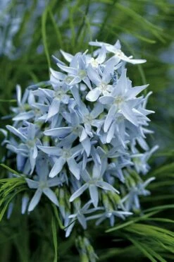 Threadleaf Blue Star (Amsonia Hubrichtii) - 1 Gallon Pot