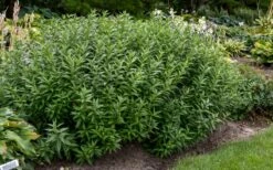 Storm Cloud Bluestar (Amsonia) - 1 Gallon Pot -Wilson Bros Gardens Shop amsonia tabernaemontana storm cloud blue star 10