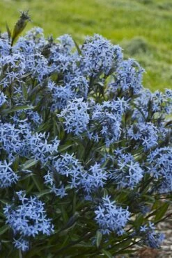 Storm Cloud Bluestar (Amsonia) - 1 Gallon Pot