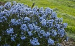 Storm Cloud Bluestar (Amsonia) - 1 Gallon Pot -Wilson Bros Gardens Shop amsonia tabernaemontana storm cloud blue star 3