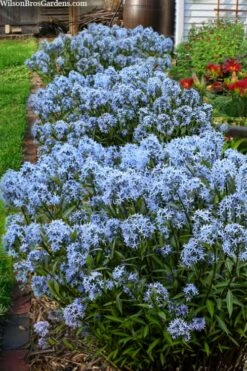 Storm Cloud Bluestar (Amsonia) - 1 Gallon Pot -Wilson Bros Gardens Shop amsonia tabernaemontana storm cloud blue star 5
