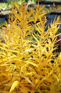 Storm Cloud Bluestar (Amsonia) - 1 Gallon Pot -Wilson Bros Gardens Shop amsonia tabernaemontana storm cloud blue star 6