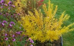 Storm Cloud Bluestar (Amsonia) - 1 Gallon Pot -Wilson Bros Gardens Shop amsonia tabernaemontana storm cloud blue star 7