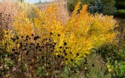 Storm Cloud Bluestar (Amsonia) - 1 Gallon Pot -Wilson Bros Gardens Shop amsonia tabernaemontana storm cloud blue star 8
