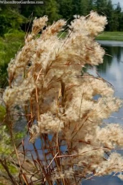 Bushy Bluestem Grass (Andropogon Glomeratus) - 8 Pack Of 1 Gallon Pots -Wilson Bros Gardens Shop andropogon glomeratus bushy bluestem 1 1