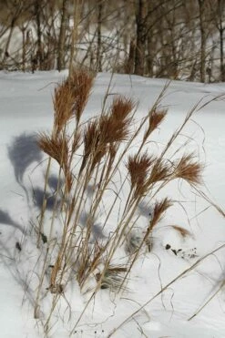Bushy Bluestem Grass (Andropogon Glomeratus) - 6 Pack Of 1 Gallon Pots -Wilson Bros Gardens Shop andropogon glomeratus bushy bluestem 2