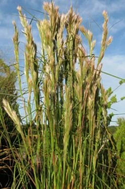 Bushy Bluestem Grass (Andropogon Glomeratus) - 6 Pack Of 1 Gallon Pots -Wilson Bros Gardens Shop andropogon glomeratus bushy bluestem 4