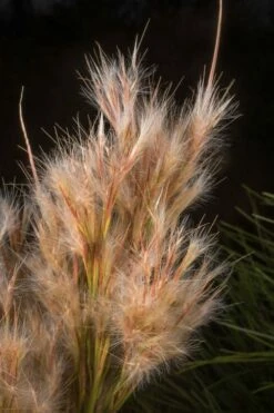Bushy Bluestem Grass (Andropogon Glomeratus) - 6 Pack Of 1 Gallon Pots -Wilson Bros Gardens Shop andropogon glomeratus bushy bluestem 5
