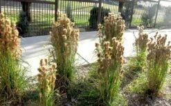 Bushy Bluestem Grass (Andropogon Glomeratus) - 6 Pack Of 1 Gallon Pots -Wilson Bros Gardens Shop andropogon glomeratus bushy bluestem 6