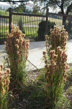 Bushy Bluestem Grass (Andropogon Glomeratus) - 8 Pack Of 1 Gallon Pots -Wilson Bros Gardens Shop andropogon glomeratus bushy bluestem 7 1