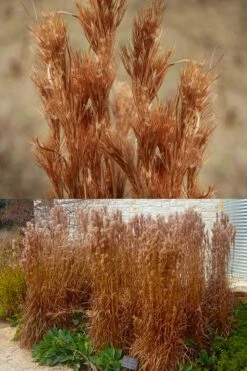 Bushy Bluestem Grass (Andropogon Glomeratus) - 6 Pack Of 1 Gallon Pots -Wilson Bros Gardens Shop andropogon glomeratus bushy bluestem 8