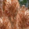 Bushy Bluestem Grass (Andropogon Glomeratus) - 1 Gallon Pot