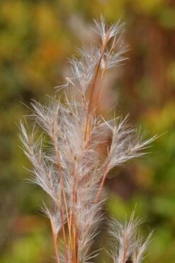 Broomsedge Bluestem Grass (Andropogon Virginicus) - 1 Gallon Pot -Wilson Bros Gardens Shop andropogon virginicus broomsedge bluestem grass 1 1