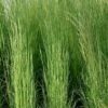 Broomsedge Bluestem Grass (Andropogon Virginicus) - 1 Gallon Pot