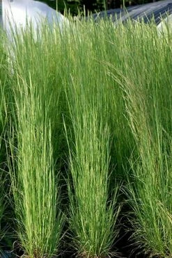 Broomsedge Bluestem Grass (Andropogon Virginicus) - 6 Pack Of 1 Gallon Pots