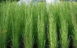 Broomsedge Bluestem Grass (Andropogon Virginicus) - 8 Pack Of 1 Gallon Pots -Wilson Bros Gardens Shop andropogon virginicus broomsedge bluestem grass 3 2