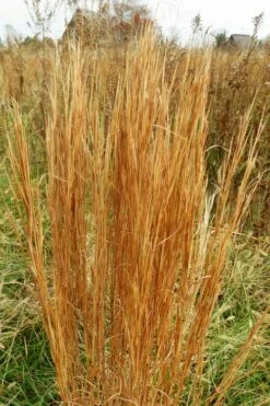Broomsedge Bluestem Grass (Andropogon Virginicus) - 6 Pack Of 1 Gallon Pots -Wilson Bros Gardens Shop andropogon virginicus broomsedge bluestem grass 6