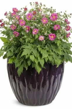 Fall In Love 'Sweetly' Anemone (Windflower) - 1 Gallon Pot -Wilson Bros Gardens Shop anemone fall in love sweetly 2 500x750 1