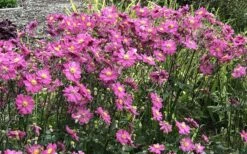 Fall In Love 'Sweetly' Anemone (Windflower) - 1 Gallon Pot -Wilson Bros Gardens Shop anemone fall in love sweetly 2 800x500 1