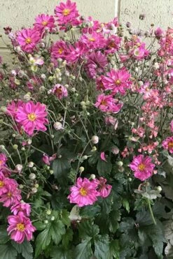 Fall In Love 'Sweetly' Anemone (Windflower) - 1 Gallon Pot -Wilson Bros Gardens Shop anemone fall in love sweetly 3 500x750 1