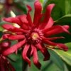 Florida Anise - Illicium Floridanum - 6 Pack Of 1 Gallon Pots