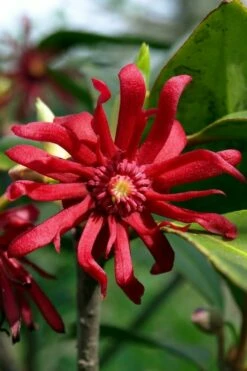 Florida Anise - Illicium Floridanum - 6 Pack Of 1 Gallon Pots