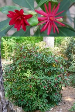 Florida Anise - Illicium Floridanum - 1 Gallon Pot -Wilson Bros Gardens Shop anise florida illicium floridanum 500x750 1