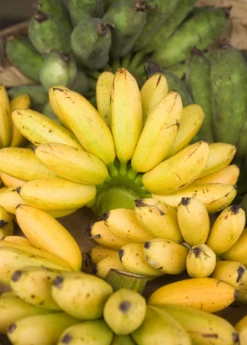 Banana 'Manzano' Apple Banana (Musa Acuminata)