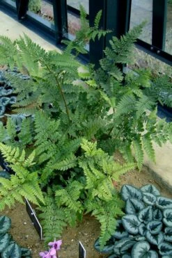Shiny Bristle Fern - 6 Pack Of 1 Gallon Pots -Wilson Bros Gardens Shop arachnoides davalliaeformis shiny bristle fern 4