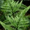 Shiny Bristle Fern - 6 Pack Of 1 Gallon Pots