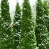 North Pole Arborvitae (Thuja) - 3 Gallon Pot