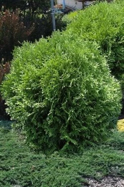 Tom Thumb Dwarf Global Arborvitae - 6 Pack Of 1 Gallon Pots -Wilson Bros Gardens Shop arborvitae thom thumb 11 2