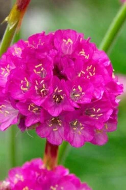 Splendens Sea Thrift (Armeria Maritima) - 5 Pack Of Quart Pots -Wilson Bros Gardens Shop armeria maritima splendens sea thrift 1